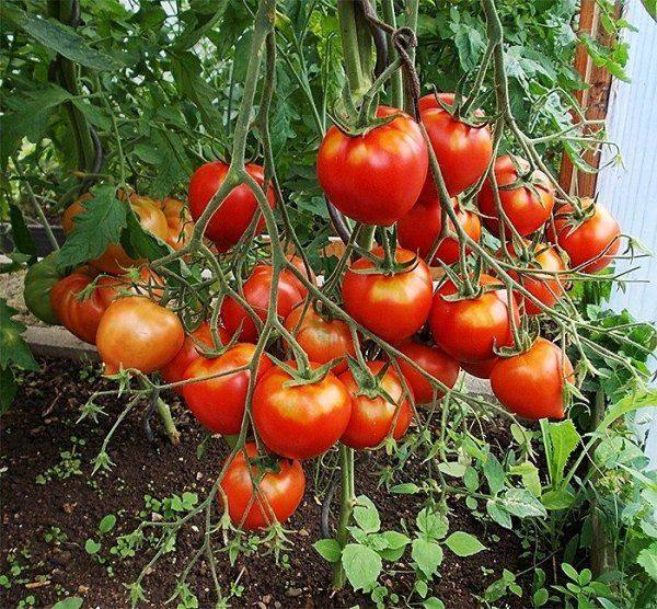 Подробное описание и характеристики сорта томата Таня - фото
